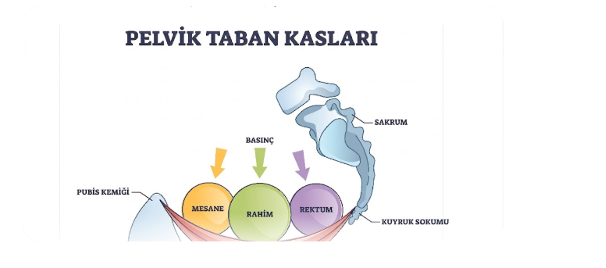 Pelvik taban kasları görseli